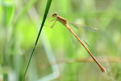 Lestes concinnus