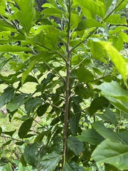 Casearia glomerata