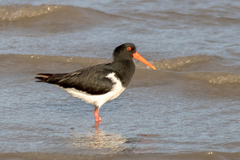 Haematopus longirostris