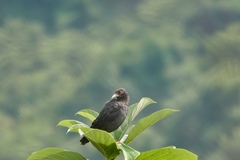 Acridotheres cristatellus