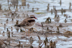 Elseyornis melanops