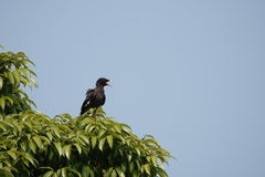 Acridotheres cristatellus