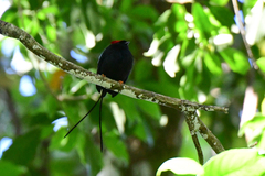 Chiroxiphia linearis