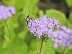 Toxorhynchites rutilus septentrionalis