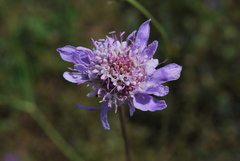 Sixalix atropurpurea