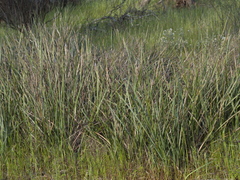 Dianella caerulea