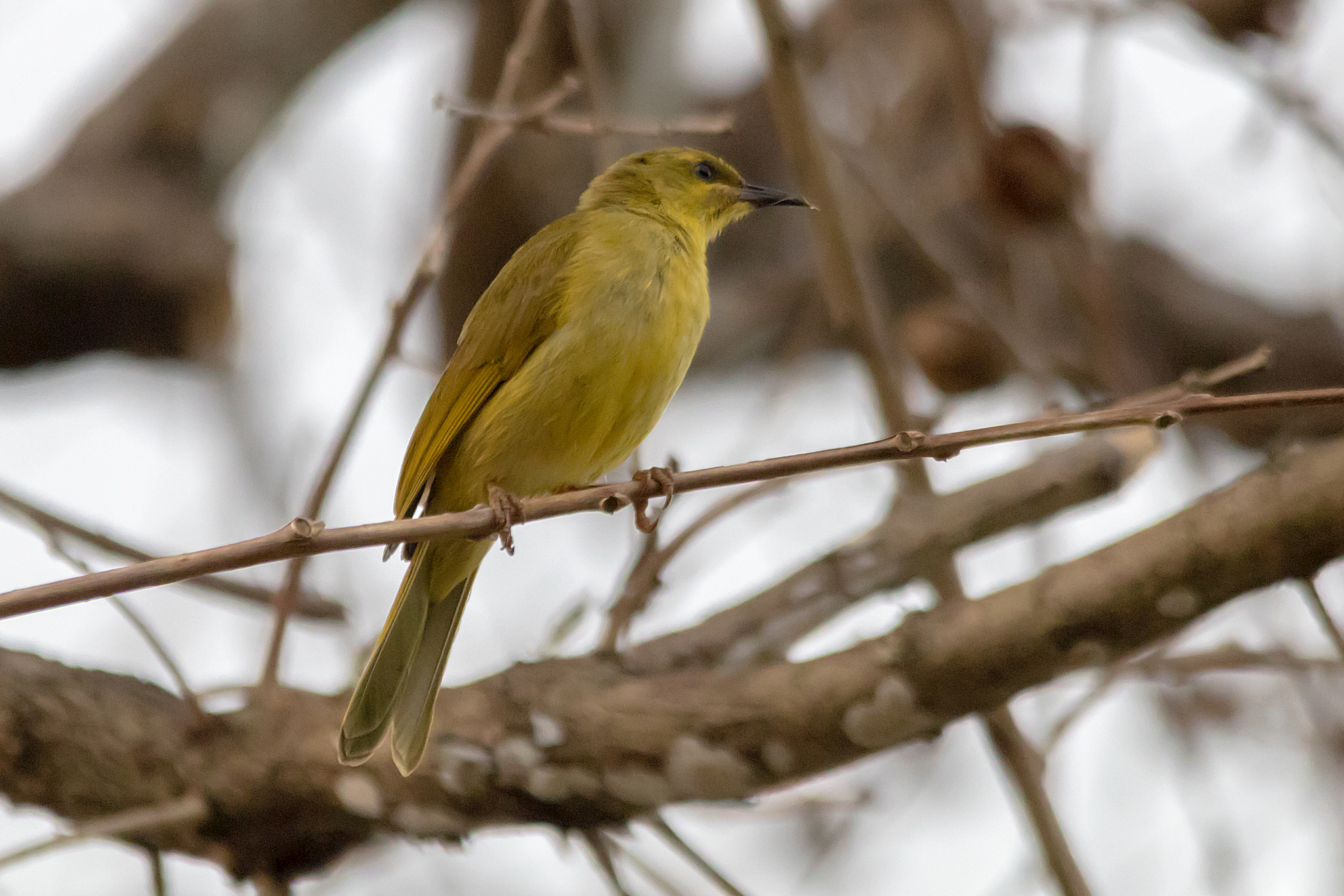 Yellow Honeyeater illustration