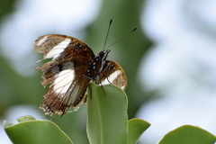 Hypolimnas misippus