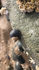 Littorina littorea
