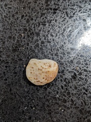 Bostrycapulus pritzkeri