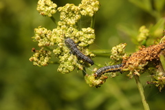 Depressaria daucella