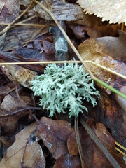 Evernia prunastri