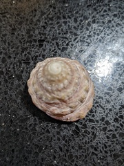 Astralium tentoriiforme