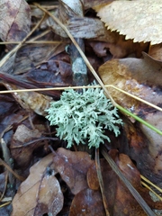 Evernia prunastri