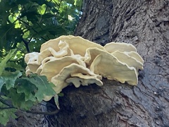 Climacodon septentrionalis