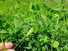 Vicia pisiformis