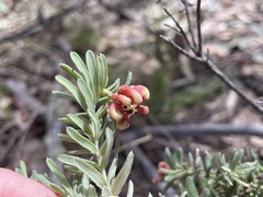 Grevillea lanigera