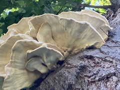 Climacodon septentrionalis