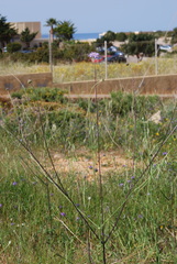 Sixalix atropurpurea