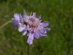 Sixalix atropurpurea