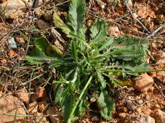 Sixalix atropurpurea