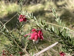 Grevillea lanigera