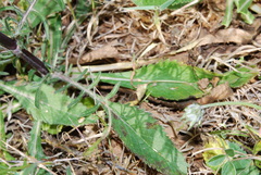 Sixalix atropurpurea