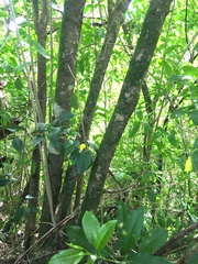 Melicytus ramiflorus