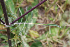 Sixalix atropurpurea