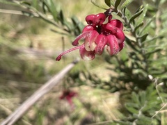 Grevillea lanigera