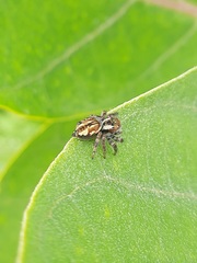 Carrhotus