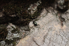Phratora