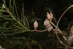 Hakea actites