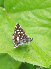 Spialia galba