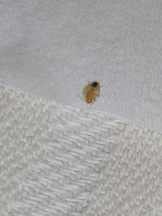 Cimex lectularius