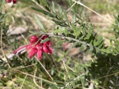 Grevillea lanigera