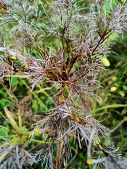 Cyperus distans