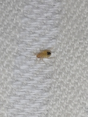 Cimex lectularius