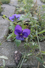 Viola × wittrockiana