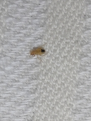 Cimex lectularius