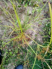 Cyperus distans