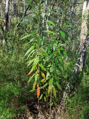 Astrotricha latifolia