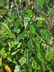 Astrotricha latifolia