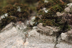 Phratora