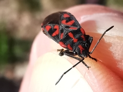 Spilostethus saxatilis