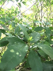 Melicytus ramiflorus