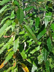 Astrotricha latifolia