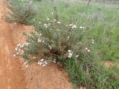 Lobostemon fruticosus