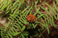 Pultenaea myrtoides
