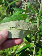 Astrotricha latifolia